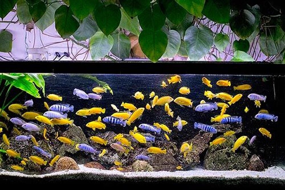   LABIDOCHROMIS et LABIDOCHROMIS  