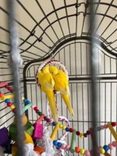   Conure souris EAM mâle et femelle 