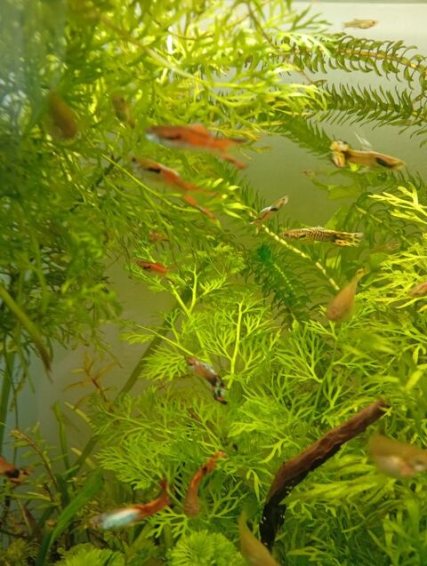  Jeunes Guppys vari&eacute; 0 78260 Achères