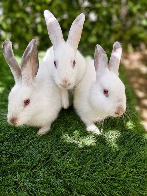 lapins californiens Solliès-Ville (83)