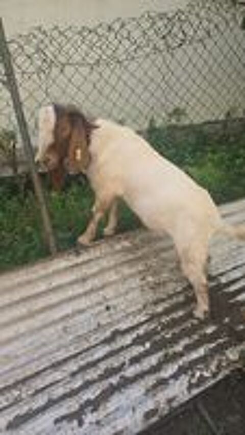   2 boer m�les de moins d'un an 