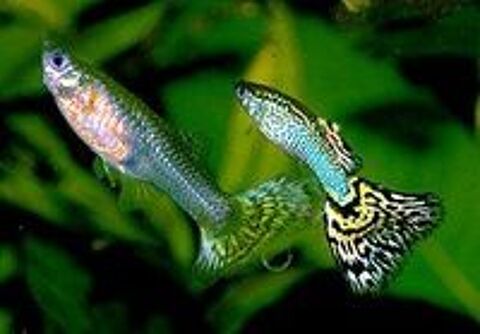   poissons guppys femelles 1.50  mles 1  