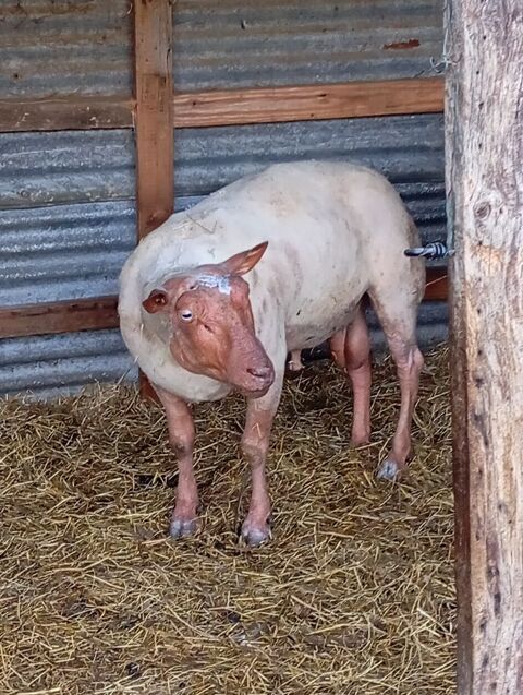 1 mouton de 17 mois et 1 mouton de 6 ans 300 14410 Presles