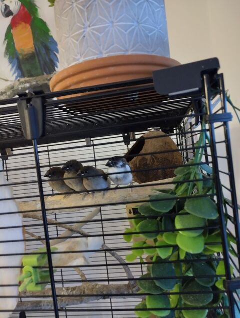 Moineaux du Japon 2024. 38330 Montbonnot-saint-martin