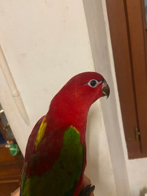 Perruche rouge eam 600 61340 Noc