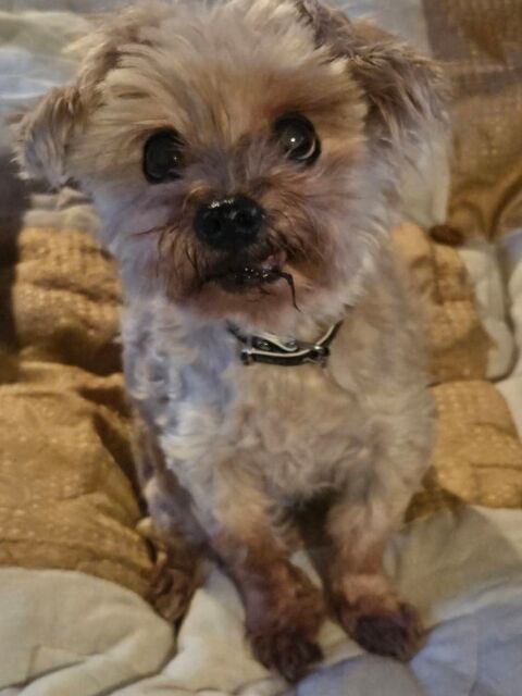 M&eacute;lisse cherche sa famille 50 51210 Boissy-le-repos