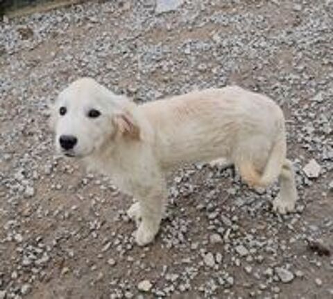  Donne chiots golden retriever  
