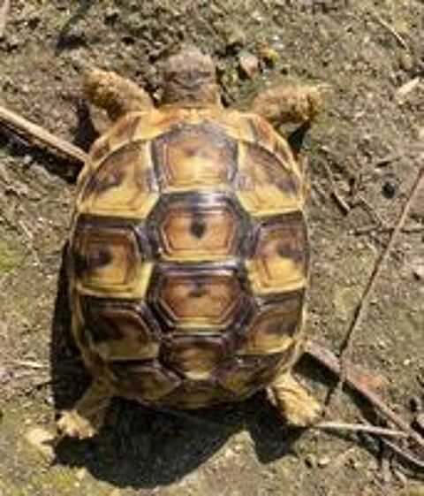   Tortue de terre  
