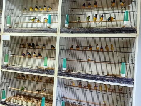 Achete oiseaux 1 14310 Villers-bocage