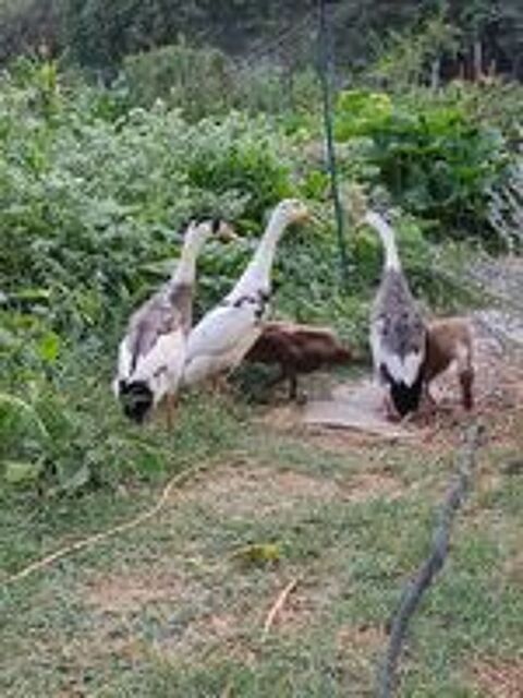   Canards coureurs indiens 