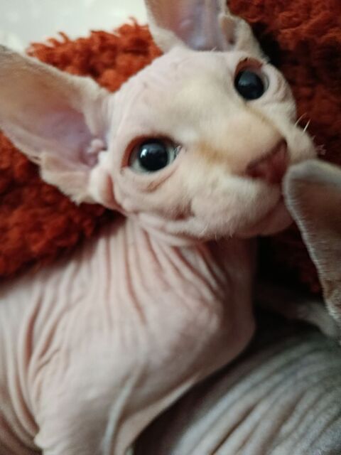 BB chaton Sphynx DISPO 
890 44160 Pontchâteau