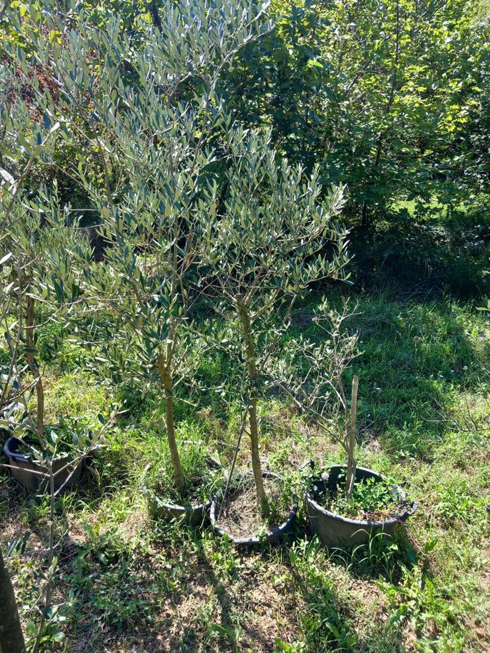 Oliviers Jardin