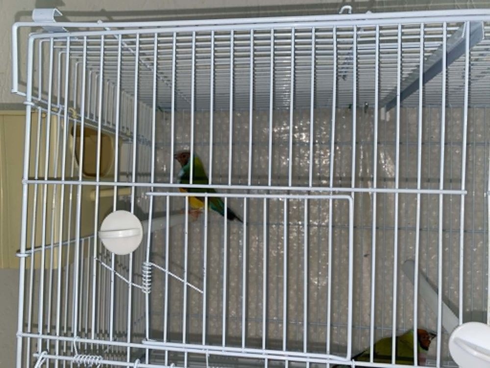   couple diamant de Gould 