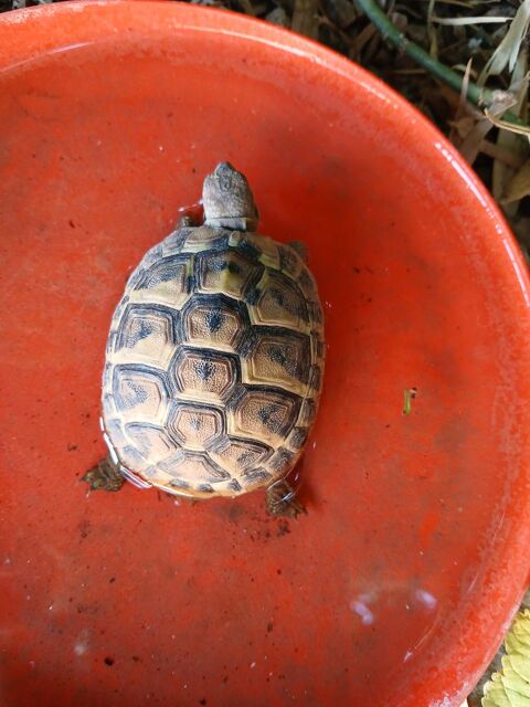 Tortue de terre 2 ans 50 84270 Vedène