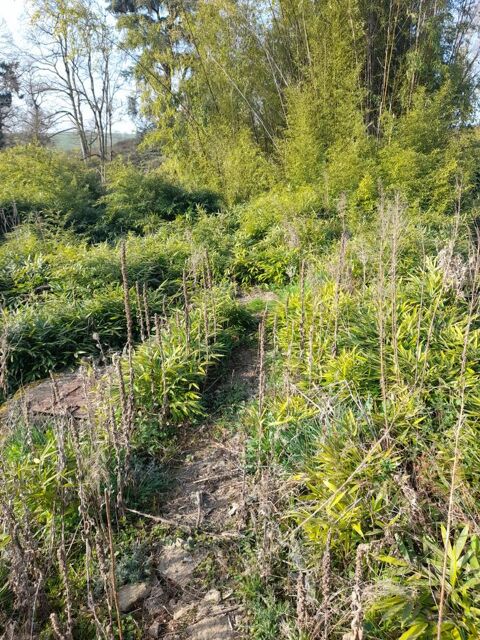 bambou noire 2m50 .3m50 20 euros pieces et bambou 5 eu 10 Saint-Laurent-d'Andenay (71)