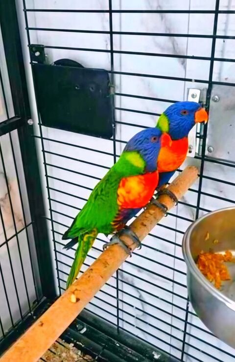 Couple de loriquet arc en ciel 500 34250 Palavas-les-flots