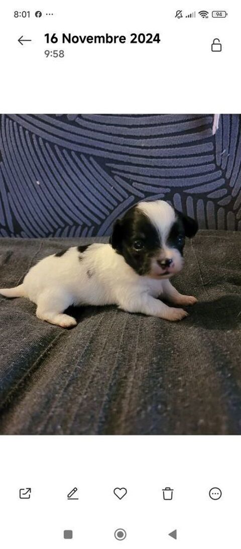 Superbe nb chihuahua poils longs 850 69480 Lucenay