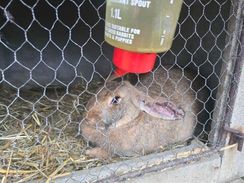 Lapin à Vendée 40 59330 Boussires-sur-sambre