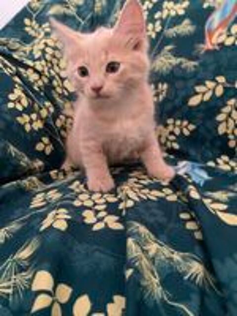   chaton 