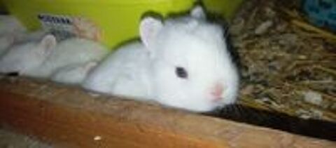   Lapins nains blancs yeux bleus  