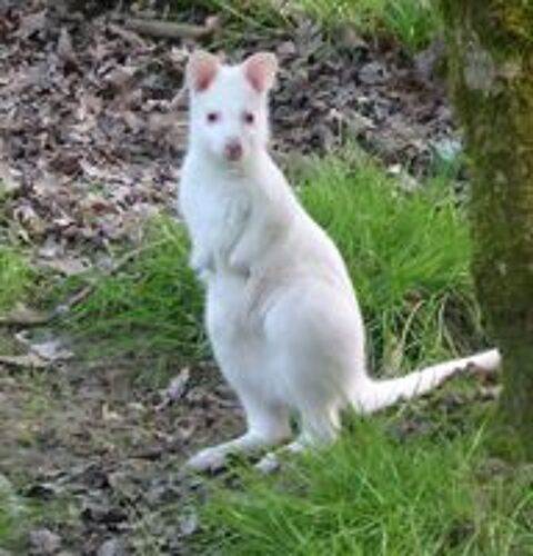   Jeune Mâle Wallaby de Bennett Blanc
