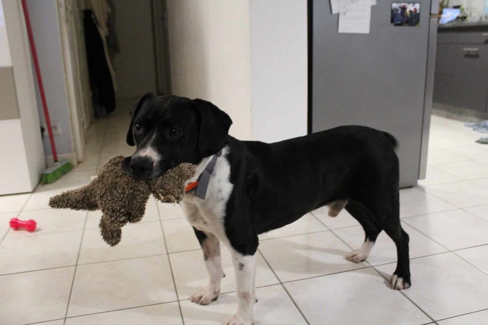   Pacha  l'adoption 