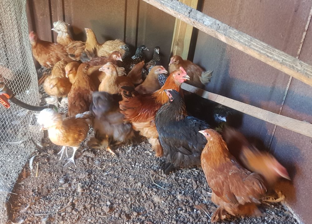   Poules naines Pékin fauve  
