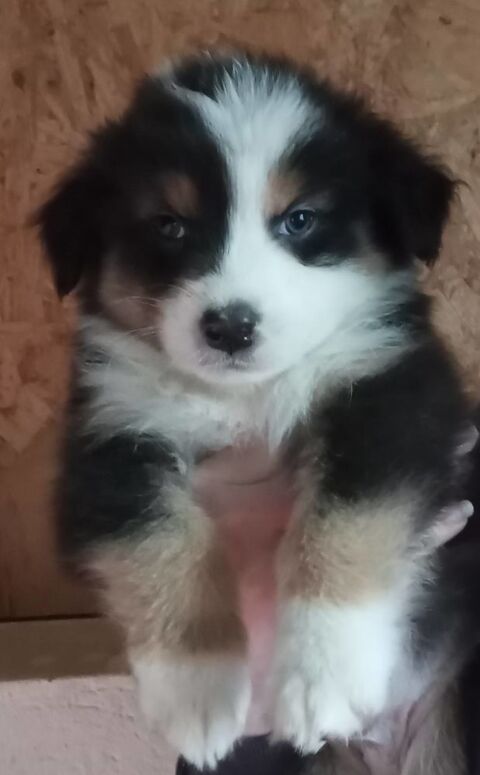 8 chiots bergers australiens &agrave; r&eacute;server 650 14380 Noues de sienne