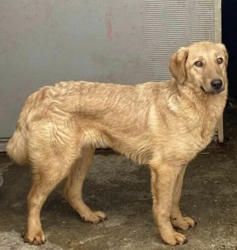 LONDON 300 95610 ragny