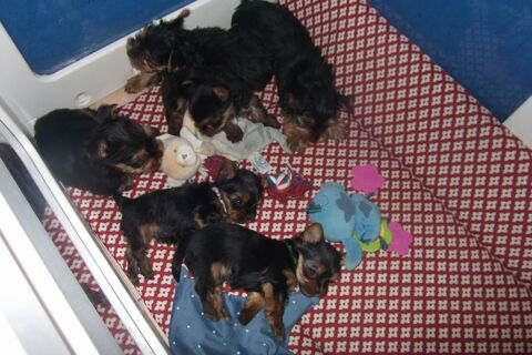 magnifique bebe chiot yorkshire terrier 1250 30000 Nîmes