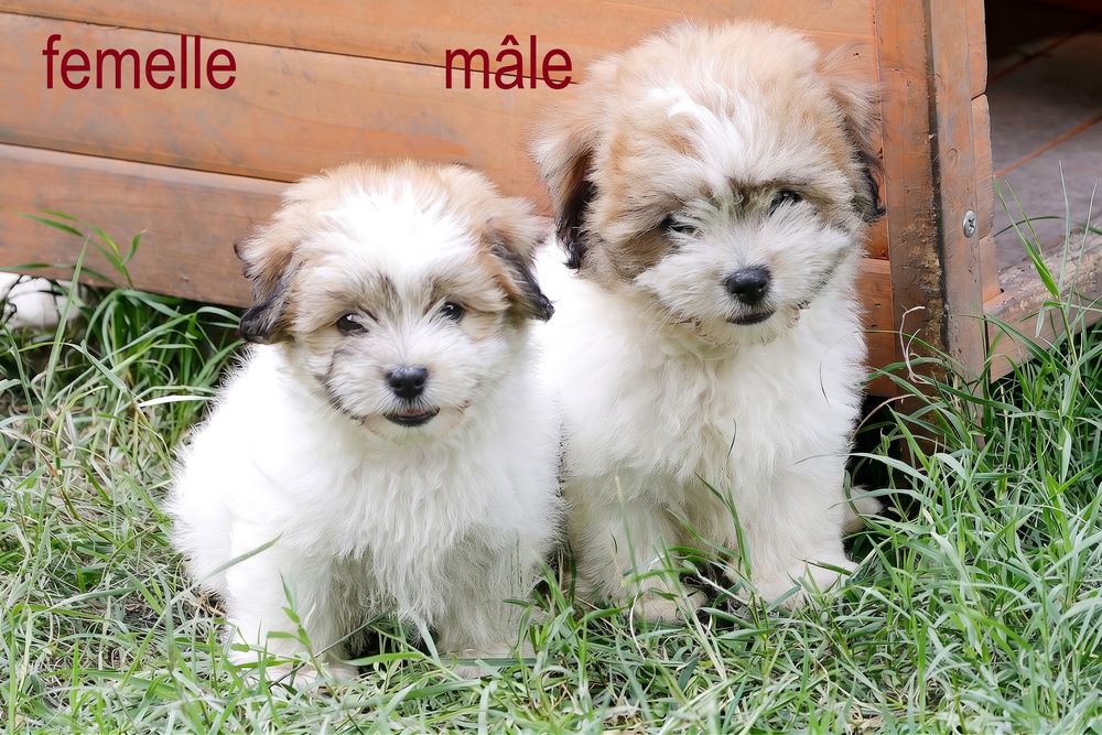   Chiots Coton de Tuléar NON LOF 