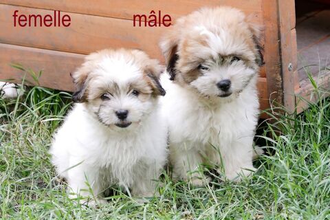 Chiots Coton de Tul&eacute;ar NON LOF 900 82190 Bourg-de-visa