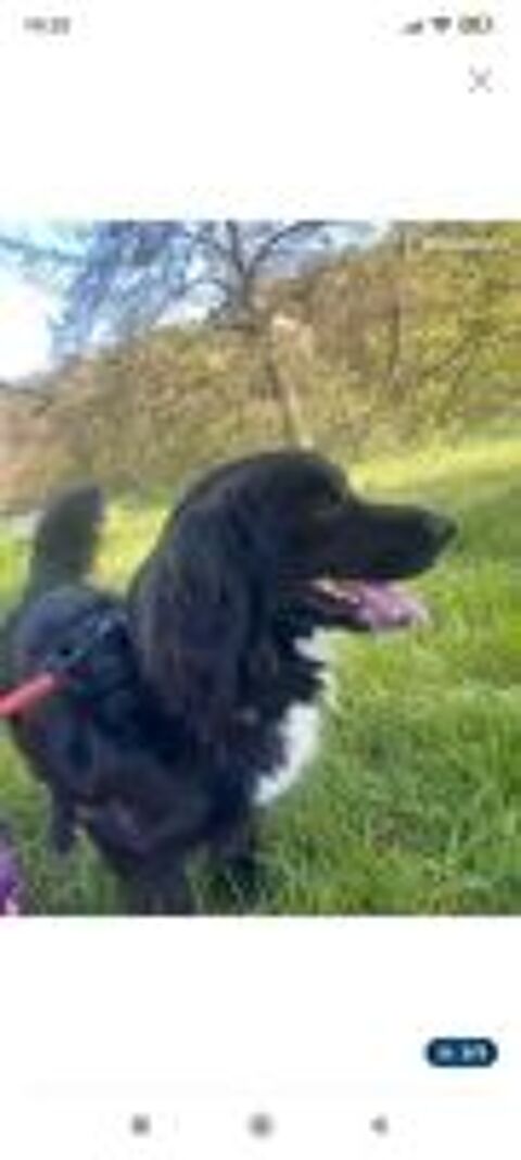   Donne chien Beagle crois� Border Collie 