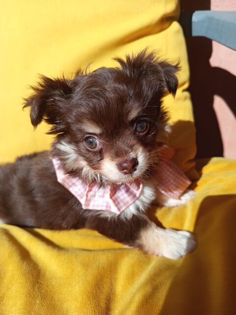 Magnifique petite chihuahua poils longs 995 69480 Lucenay