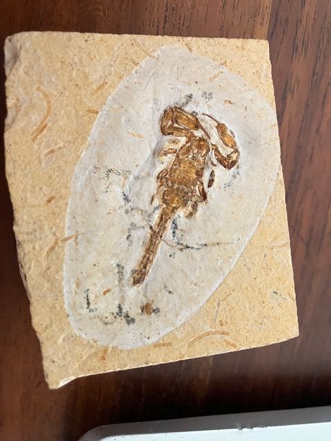 Scorpion fossile Protoischnurus axelrodorum 1200 Saint-François (97)