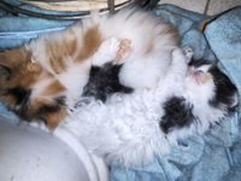   chaton persan loof 