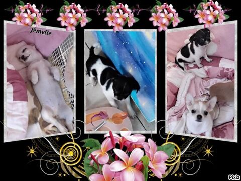 BB CHIHUAHUAS  850 30340 Rousson