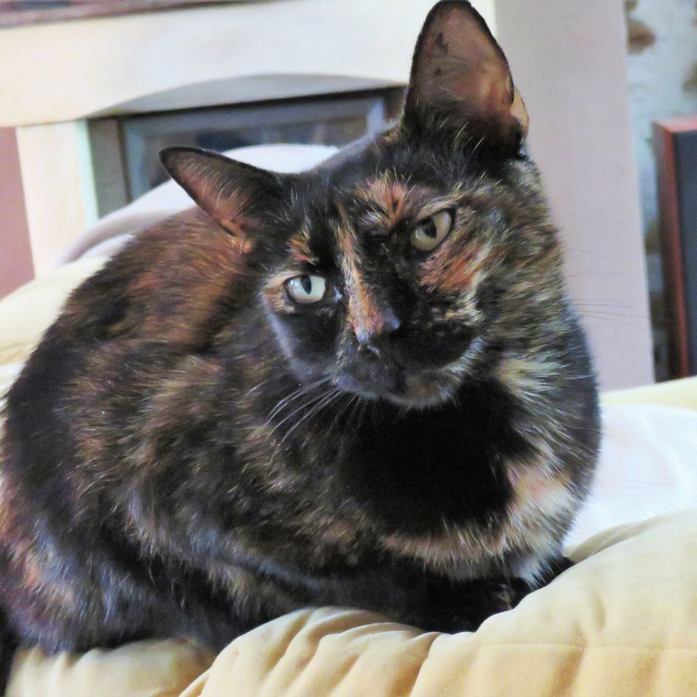   Chatte écaille de tortue perdue 57 
