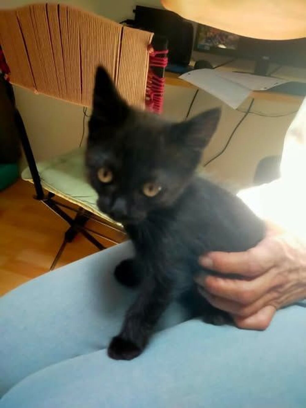   Chat PEPPER à l adoption 