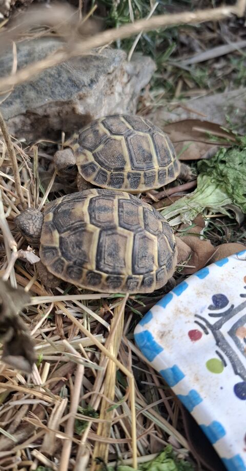 2 petites tortues 30 34000 Montpellier