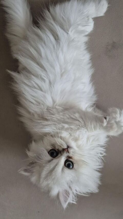 Chaton Persan Chinchilla 0 92600 Asni�res-sur-seine