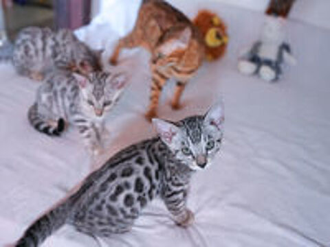   Chatons Bengal LOOF 