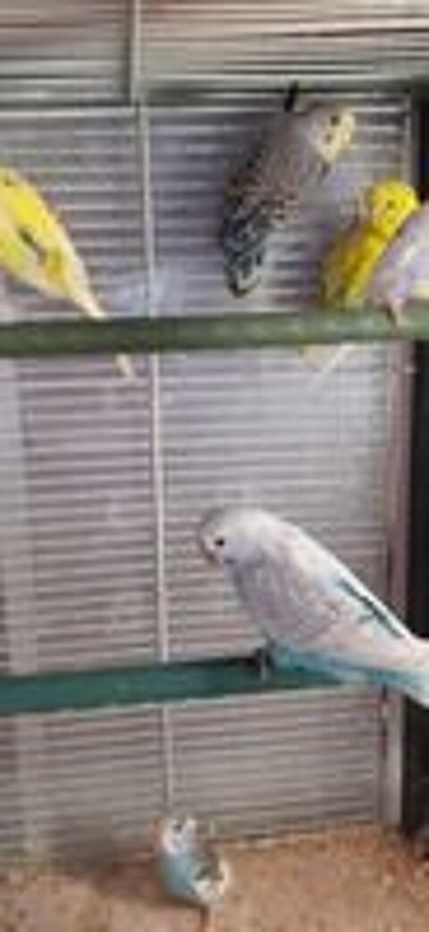   OISEAUX DE CAGES ET DE VOLIÈRES  