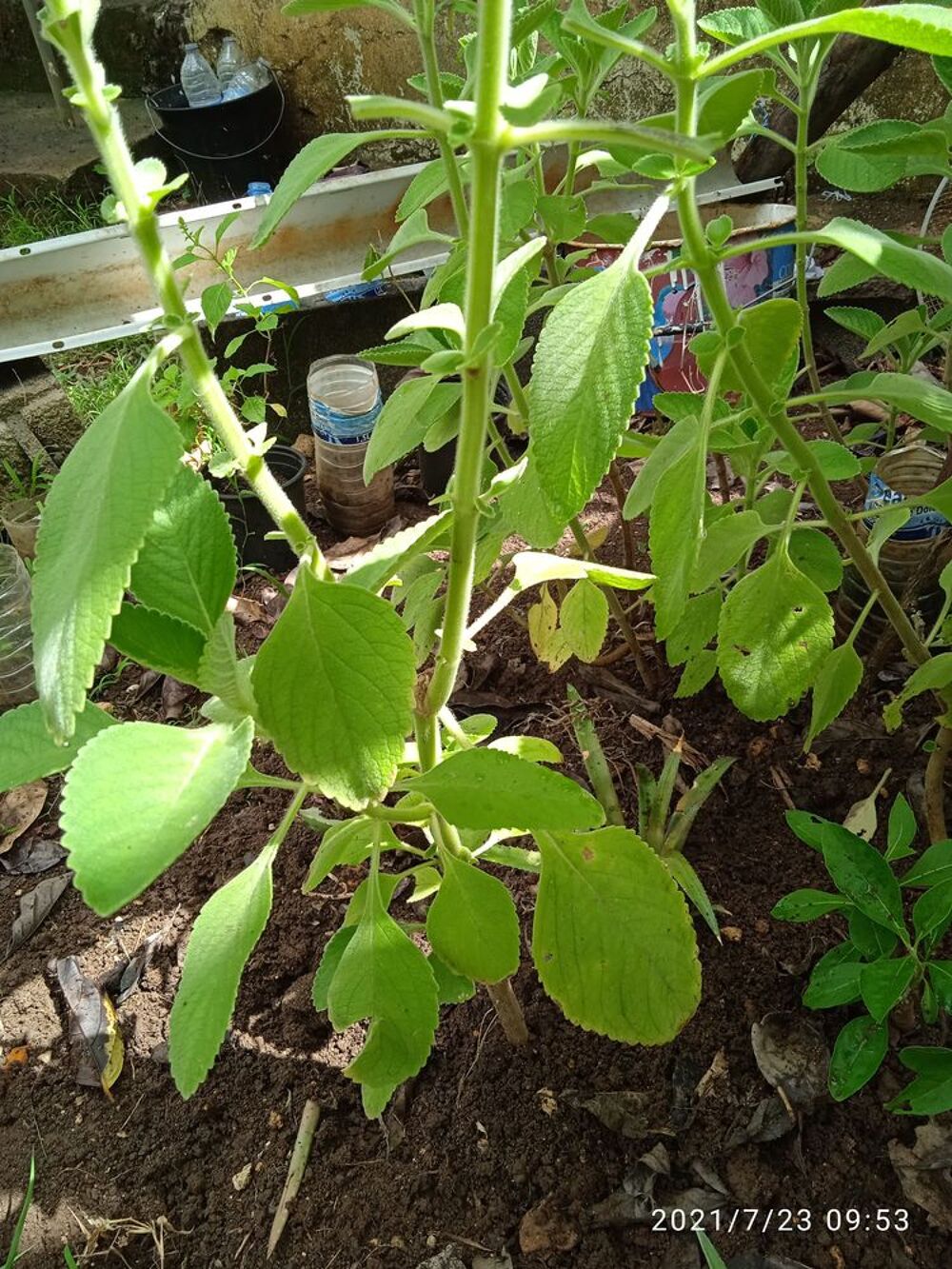 Plantes , Fruits ,et plans d'arbres fruitiers Jardin