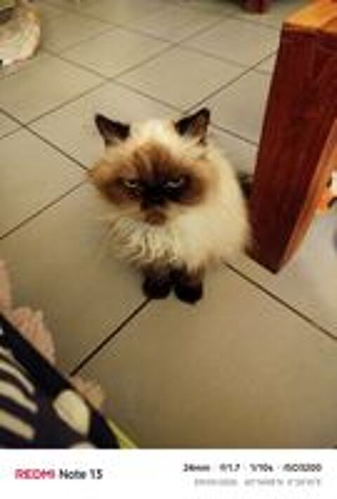   Chatte type persanne  
