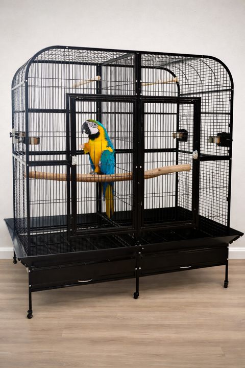 Ara Ararauna 1000 64000 Pau