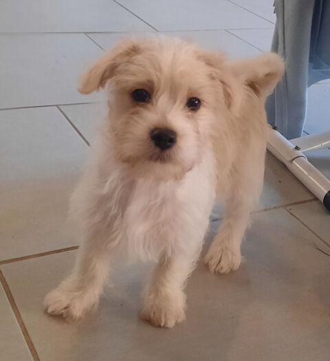 Chiots type bichon havanais  550 14100 Beuvillers