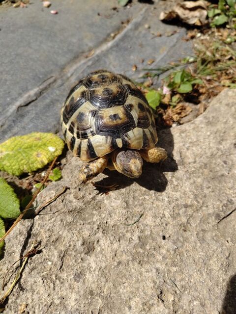 Tortue terrestre 190 91360 �pinay-sur-orge