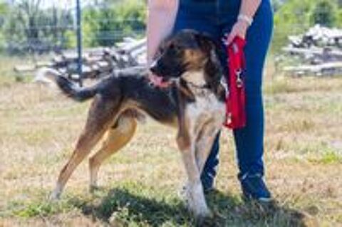   ZEUS croisé de 2 ans 