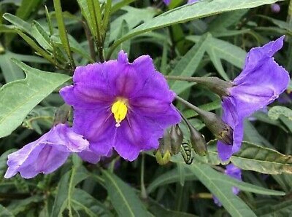 1 plant de solanum Jardin